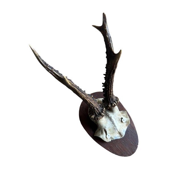 1900s Roe deer Trophy Rd80 Black Forest Antlers For Sale In Aspen - Image 6 of 6