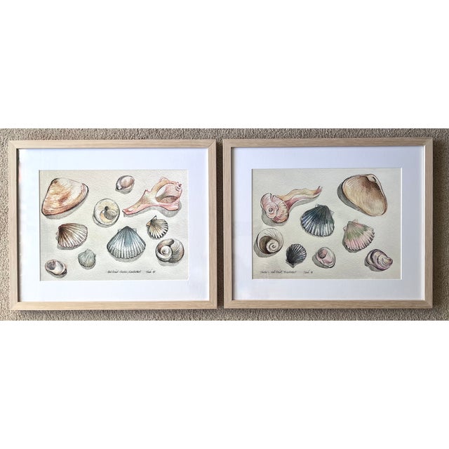 1990s "Nantucket Shells" Watercolor Prints-Custom Framed, Signed-1991 For Sale - Image 5 of 6