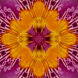 "Graphic Blossom Iv" Floral Botanical Purple, Orange Limited Edition Color Photography For Sale