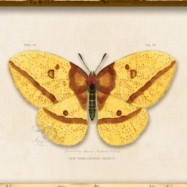 Contemporary Contemporary Reproduction of Vintage "Garden Friends" Art Print, Yellow Framed Butterfly For Sale - Image 3 of 4
