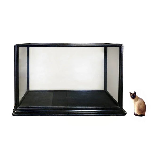 Antique English Museum Display Cabinet For Sale - Image 4 of 4
