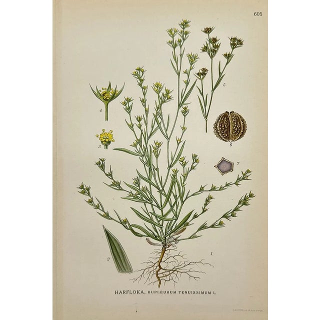 Illustration Carl Lindman Botanical Prints – Water Plants, Saxifrage & Alpine (1922), Set of 8 For Sale - Image 3 of 9
