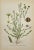 Illustration Carl Lindman Botanical Prints – Water Plants, Saxifrage & Alpine (1922), Set of 8 For Sale - Image 3 of 9