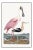 Roseate Spoonbill After Alexander Wilson. Wd - 24x36 For Sale