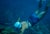 Speargun Fishing In Antigua by Toni Frissell A female diver speargun fishing in Antigua, 1961. (Photo by Toni Frissell)...