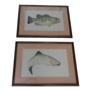 Late 20th Century Limited Edition Fish Lithographs a Pair, Framed For Sale