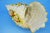 Antique Shell-Shaped Porcelain Centrepiece from C.G Schierholz & Sohn Manufactory of Plaue, Germany, 1800s For Sale - Image 15 of 18