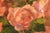 1960s Charming Mid Century Framed Vintage Roses Flower Still Life Home Wall Decor For Sale - Image 5 of 11