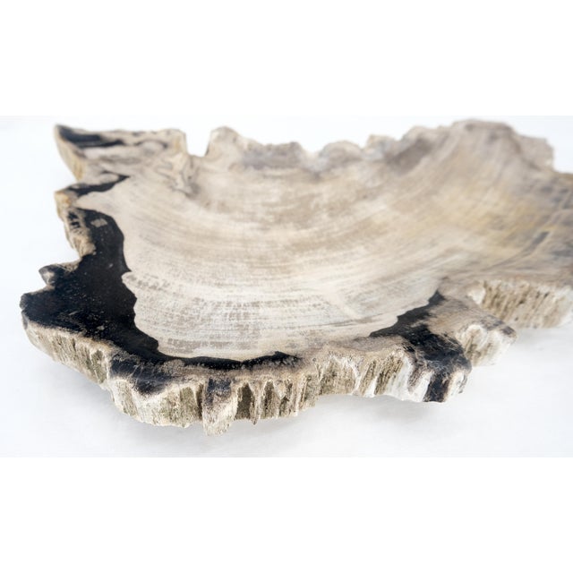 Petrified Wood Antarctica Shape Solid Black & Tanl Bowl Dish Large Plate Ashtray For Sale - Image 12 of 13