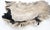 Petrified Wood Antarctica Shape Solid Black & Tanl Bowl Dish Large Plate Ashtray For Sale - Image 12 of 13