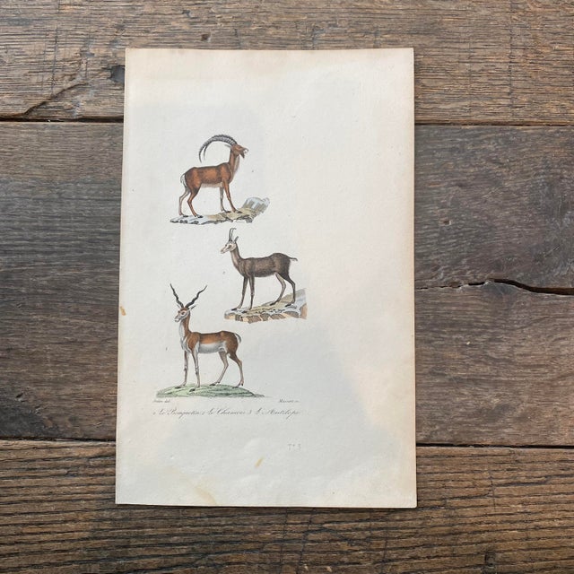 Super high quality in this lovely historical French 18th Century le antilope "the antelope" engraving! Signed Pretre del...