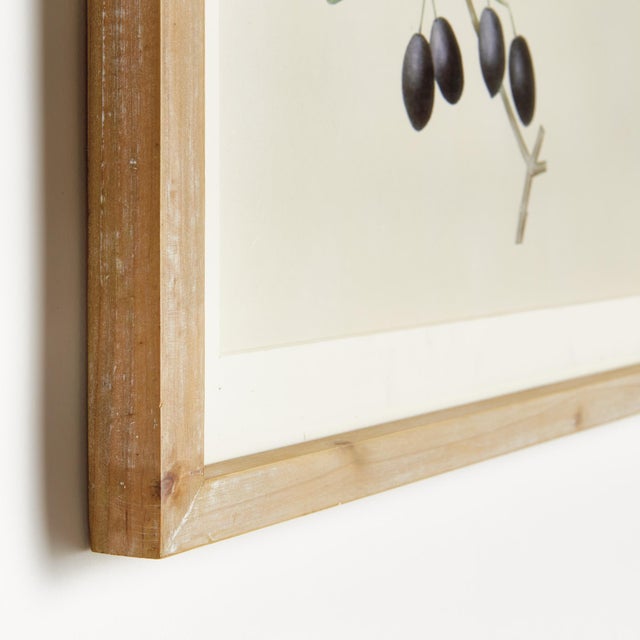 These olive studies illustrate the beautiful variants of color found in nature. The natural wood frames and real mats are...