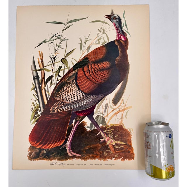 Audubon Bird Print – “Wild Turkey”, 1964 Abrams Folio – Vintage Ornithology Art 1964 print from "The Audubon Folio: Great...