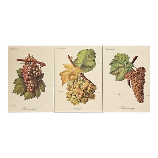 Set of 3-1910 Antique French Wine Grape Chromolithographs by Troncy For Sale