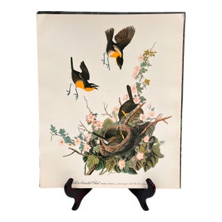 1964 Audubon Folio Lithograph Great Bird Paintings - "Yellow Breasted Chat" 17x14 For Sale