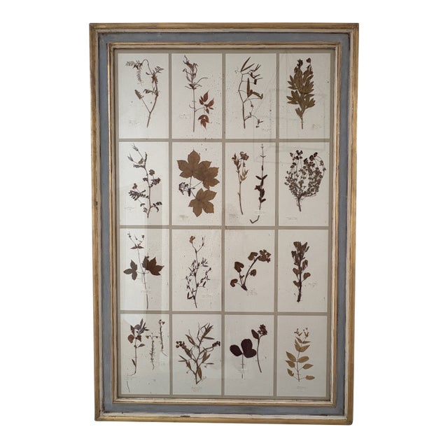 Large 19th Century French Mounted Botanical Herbiers For Sale