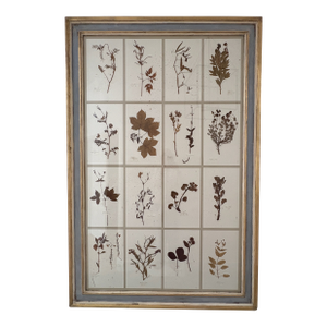Large 19th Century French Mounted Botanical Herbiers