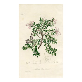 1836, Bearberry Botanical Print, Medical Botany, Original Antique Botanical Engraving, England For Sale