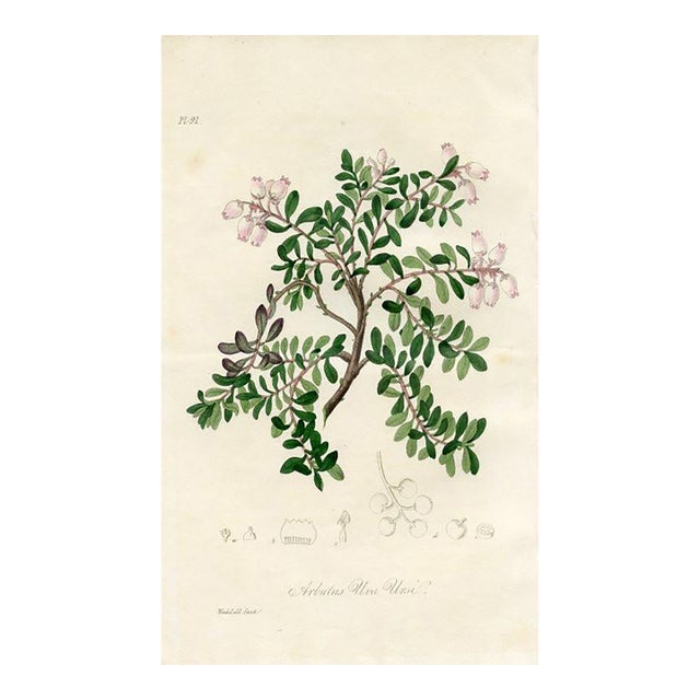 1836, Bearberry Botanical Print, Medical Botany, Original Antique Botanical Engraving, England For Sale