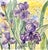 Paper One Giclee Print of This Original Watercolor Painting “Amethyst Iris”. Approximately 15 X 11 Inches. No Ai Was Used to Create the Original Painting. For Sale - Image 7 of 9