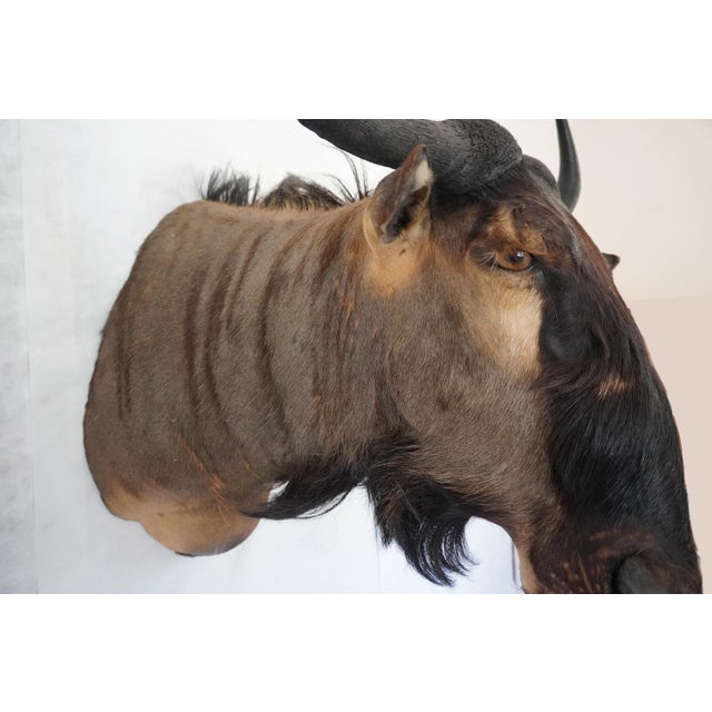 Animal Skin Wildebeest Mount Head Bust For Sale - Image 7 of 18