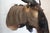 Animal Skin Wildebeest Mount Head Bust For Sale - Image 7 of 18