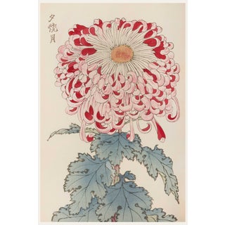 Vintage Red & White Chrysanthemum by Hasegawa, Japanese Botanical Art Print For Sale