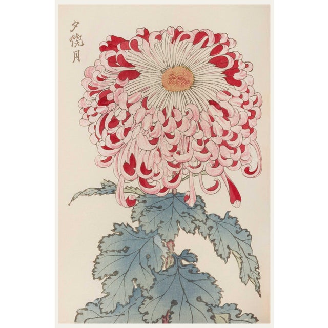 Vintage Red & White Chrysanthemum by Hasegawa, Japanese Botanical Art Print For Sale