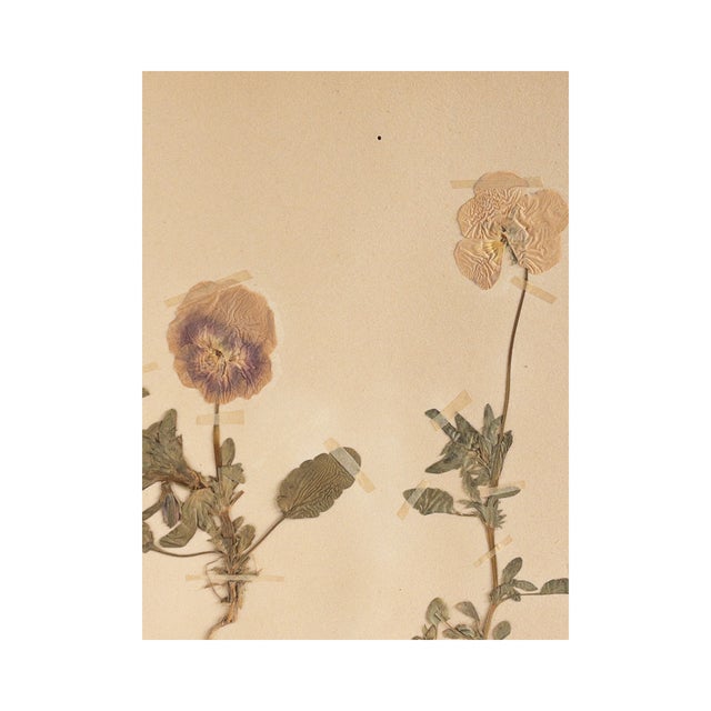 Vintage Swedish Herbarium - Viola, circa 1931