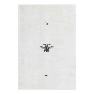 Antique Hand Colored Insect Engraving For Sale