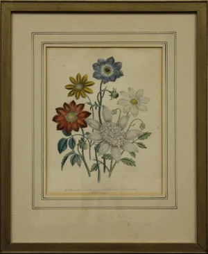 19th C. "Dahlias" Color Plate