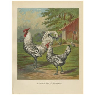 After Förster, Refined Silver Spangled Hamburg Chicken, 19th Century, Lithograph For Sale