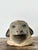 Vintage Painted Ram Bust For Sale - Image 13 of 18