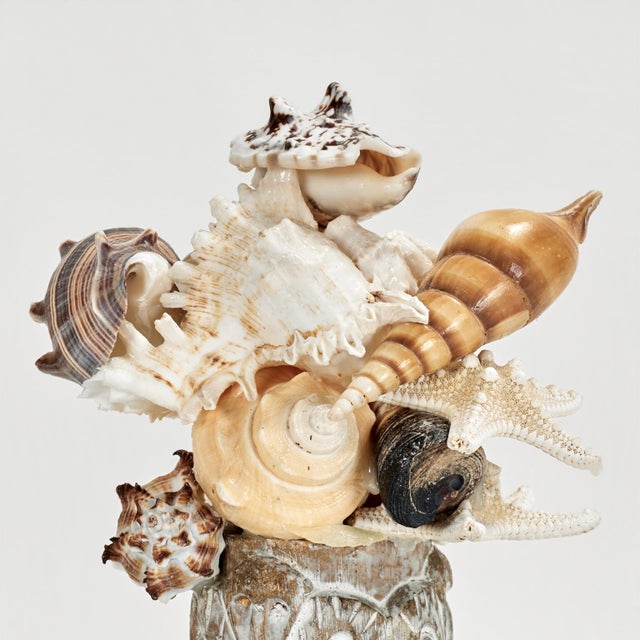 Pair of Seashell Sculptures on Wood Bases For Sale - Image 12 of 13