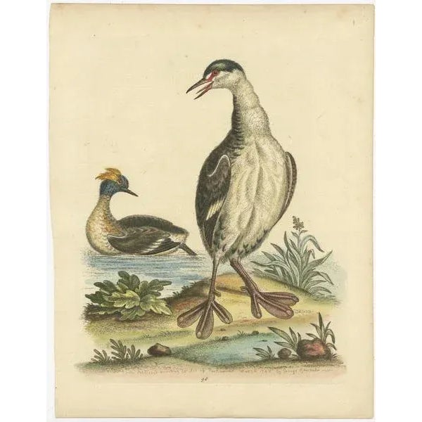 Original antique bird print of two grebe, or dabchick member of the grebe family of water birds. Published by George...
