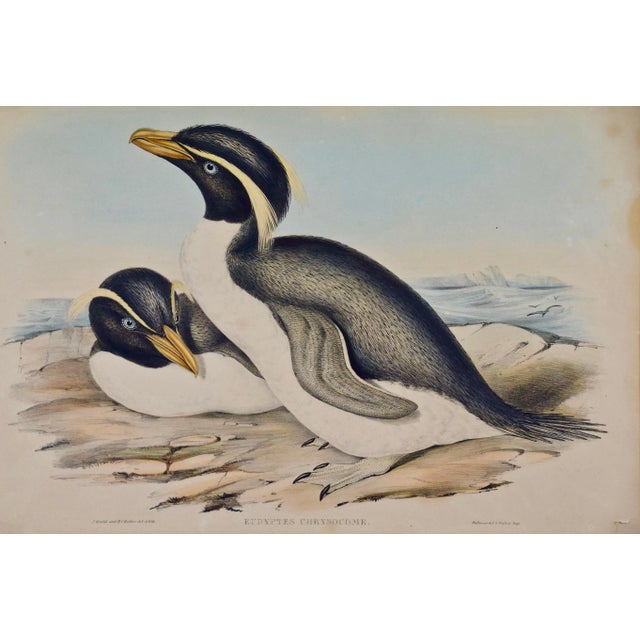 Realism Three Gould Hand-Colored Lithographs From Birds of Australia and New Zealand, 1840-1848 For Sale - Image 3 of 12