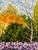 Contemporary Steve Schaaf Among the Water Lilies Oil Painting For Sale - Image 10 of 11