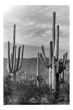 Erich Andres, Saguaro National Park, Photograph