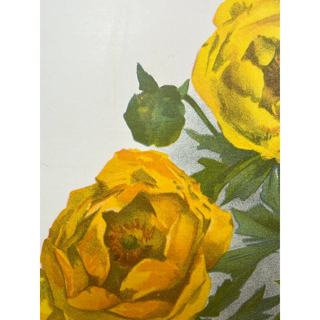 Antique Botanical Print From England Showcasing a Giant Cheerful Yellow Globe Flower - Circa 1893 For Sale - Image 10 of 12