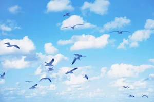 "Seagulls 2" Landscape Photograph