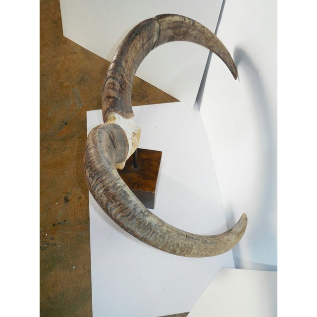 Aoudad Horn Table Mount Chairish