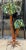 Metal 1970s Continental Hans Kogl Life Size Tole Polychrome Palm Tree Floor Lamp For Sale - Image 7 of 9