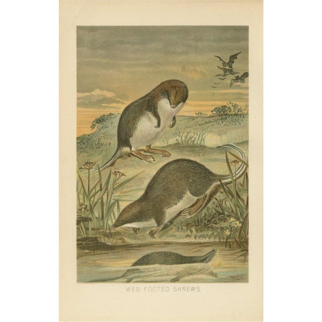 After Wilhelm Kuhnert, Antique Web-Footed Shrews Mammal Print, 1894 For Sale - Image 9 of 9