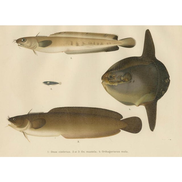 Wilhelm von Wright, Ocean Sunfish and Scandinavian Blennies, 1895, Lithograph on Paper For Sale - Image 6 of 10