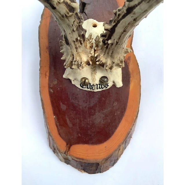 Cabin Black Forest Roe Mount For Sale - Image 3 of 5