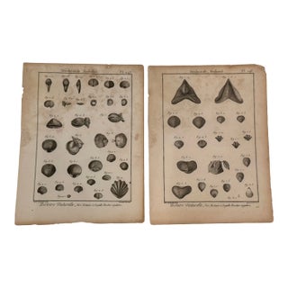 Antique 18th Century French Shell Engravings Buffon Histoire Naturelle Redouté Plates 243 & 246 For Sale
