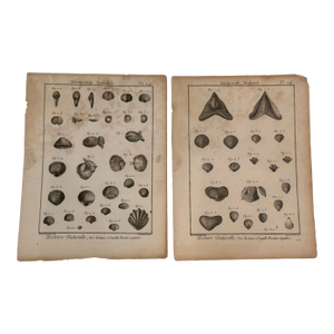 Antique 18th Century French Shell Engravings Buffon Histoire Naturelle Redouté Plates 243 & 246