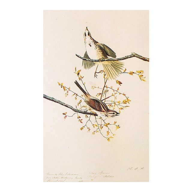 1966 Vintage Farmhouse Cottage Print "Song Sparrow" After John James Audubon For Sale