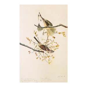 1966 Vintage Farmhouse Cottage Print "Song Sparrow" After John James Audubon