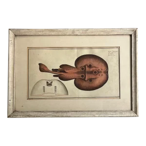 Antique Early 19th Century Fish Art Print of an Electric Ray by Kruger Jun. Del Circa 1800